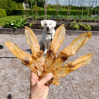 ... A když páníčkům bude vedro, můžou se s nimi ovívat 😁 Pokud jim ovšem nějaké zbydou 🤤 🐶 Pro oblíbená králičí ouška...